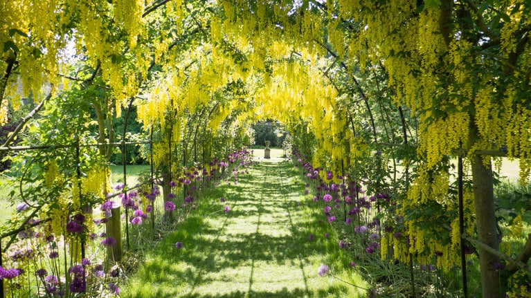 Laburnum arch at Seaton Delaval Hall, Northumberland